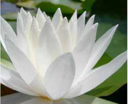 Lotus flower